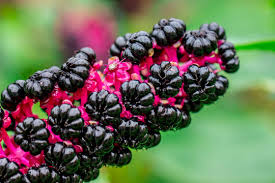 Attēlu rezultāti vaicājumam “Phytolaccaceae”