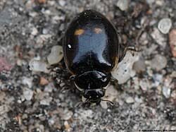 Attēlu rezultāti vaicājumam “Adalia decempunctata”