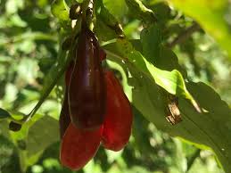 Attēlu rezultāti vaicājumam “Corynephorus canescens fruit”