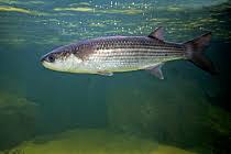 Image result for Mugil cephalus
