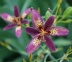 Image result for Pardancanda norrisii