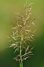 Attēlu rezultāti vaicājumam “Agrostis capillaris”