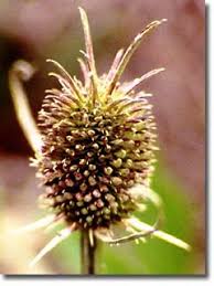 Attēlu rezultāti vaicājumam “Dipsacaceae”