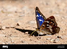 Attēlu rezultāti vaicājumam “Apatura iris male”
