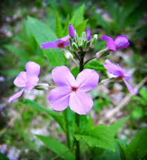 Image result for Hesperis matronalis