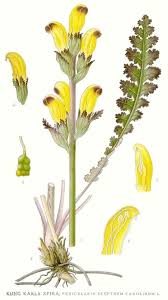 Attēlu rezultāti vaicājumam “Pedicularis sceptrum-carolinum flower”