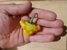 Afbeeldingsresultaat voor yellow mushroom hot pepper