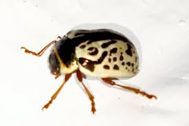 Attēlu rezultāti vaicājumam “Donacia clavipes”