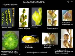 Attēlu rezultāti vaicājumam “Triglochin palustre fruit”