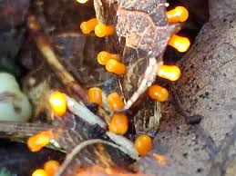 Attēlu rezultāti vaicājumam “Physarum psittacinum stalked”