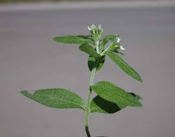 Attēlu rezultāti vaicājumam “Lithospermum officinale”