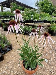 Image result for Echinacea pallida