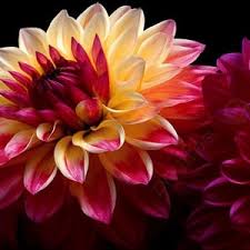 Image result for Dahlia x pinnata `Pompon Lilliput`