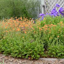 Attēlu rezultāti vaicājumam “Geum”