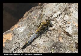 Attēlu rezultāti vaicājumam “Orthetrum cancellatum male”