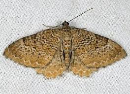 Attēlu rezultāti vaicājumam “Hydria undulata”