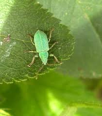 Attēlu rezultāti vaicājumam “Phyllobius”