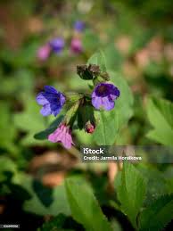 Attēlu rezultāti vaicājumam “Pulmonaria obscura”