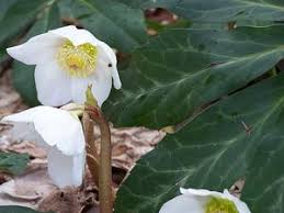 Attēlu rezultāti vaicājumam “Helleborus niger flower”