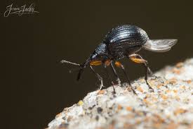 Attēlu rezultāti vaicājumam “Protapion sp.”