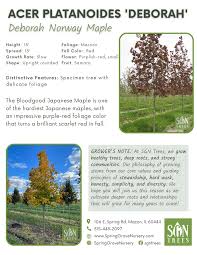 Attēlu rezultāti vaicājumam “Acer platanoides”