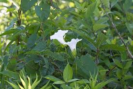 Attēlu rezultāti vaicājumam “Calystegia sepium leaf”