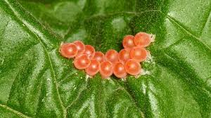 Attēlu rezultāti vaicājumam “Pentatomidae eggs”