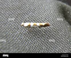 Attēlu rezultāti vaicājumam “Argyresthiidae”