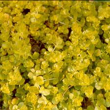 Image result for Lysimachia nummularia