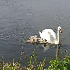 Image result for Wheatley Hill Angling Club