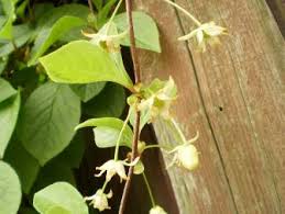 Attēlu rezultāti vaicājumam “Schisandra chinensis flower”