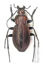 Attēlu rezultāti vaicājumam “Carabus arcensis”