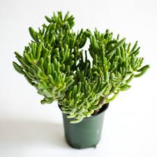 Image result for Crassula hobbit