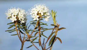 Attēlu rezultāti vaicājumam “Ledum palustre flower”