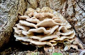 Attēlu rezultāti vaicājumam “Climacodon septentrionalis”