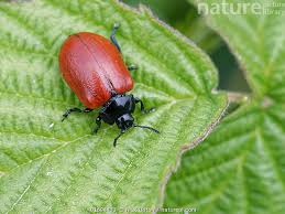 Attēlu rezultāti vaicājumam “Chrysomela populi”