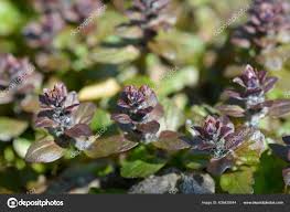 Attēlu rezultāti vaicājumam “Ajuga reptans bud”