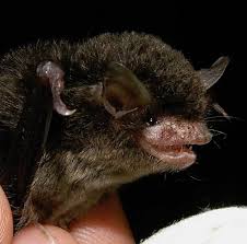 Attēlu rezultāti vaicājumam “Myotis sp.”