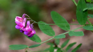 Attēlu rezultāti vaicājumam “Lathyrus niger”