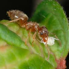 Attēlu rezultāti vaicājumam “Formicidae”