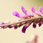 Attēlu rezultāti vaicājumam “Vicia tenuifolia flower”