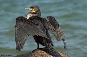 Image result for Phalacrocorax carbo