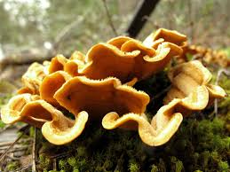 Attēlu rezultāti vaicājumam “Stereum hirsutum”