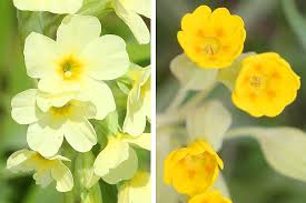 Image result for Schlüsselblumen