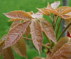 Attēlu rezultāti vaicājumam “Carya ovata leaf”