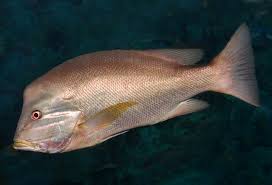 Image result for Lutjanus novemfasciatus