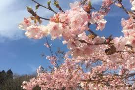 Image result for 緋寒桜