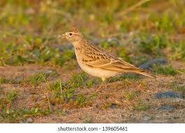 Image result for Calandrella brachydactyla