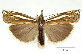 Attēlu rezultāti vaicājumam “Crambus pratella”