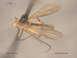 Attēlu rezultāti vaicājumam “Mycetophilidae”